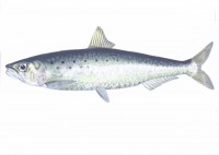 /album/galeria-de-fotos-esbocos-em-construcao/peixe-limpo-copy-jpg/